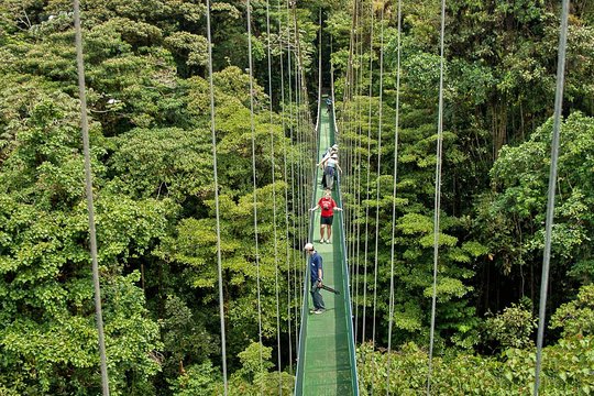 men on canopy walk in the jungle