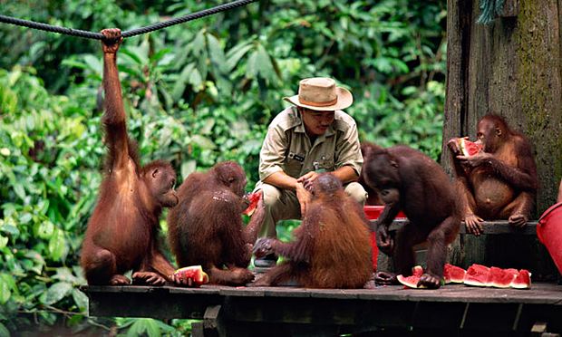 Ranger giving orangutan food